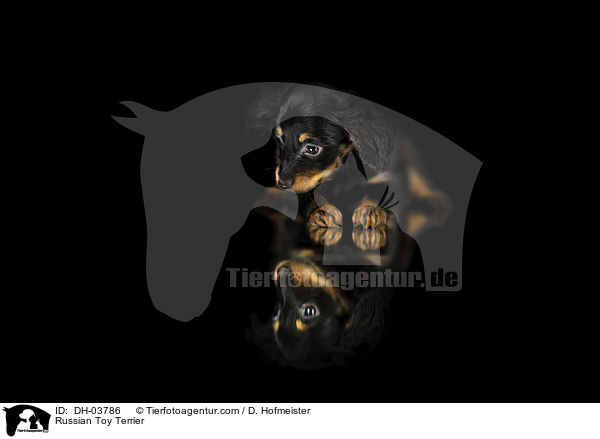 Russischer Toy Terrier / Russian Toy Terrier / DH-03786