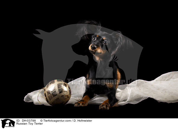 Russischer Toy Terrier / Russian Toy Terrier / DH-03788