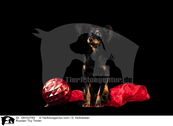 Russischer Toy Terrier / Russian Toy Terrier / DH-03789