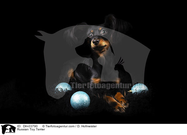 Russischer Toy Terrier / Russian Toy Terrier / DH-03790