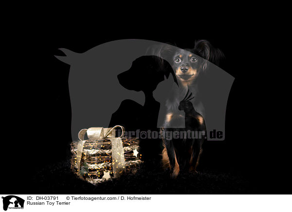 Russischer Toy Terrier / Russian Toy Terrier / DH-03791