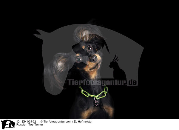 Russischer Toy Terrier / Russian Toy Terrier / DH-03792