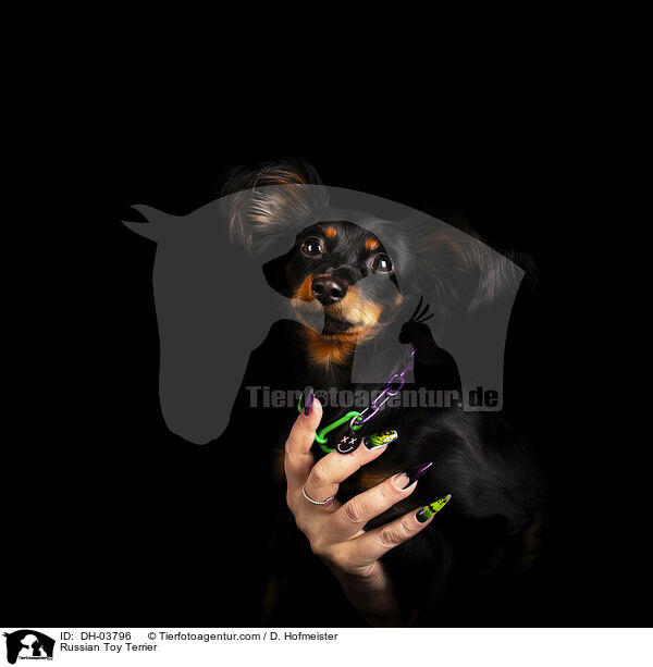 Russischer Toy Terrier / Russian Toy Terrier / DH-03796