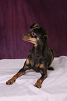 Russian Toy Terrier