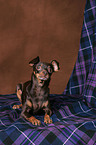 Russian Toy Terrier