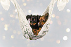 Russian Toy Terrier