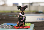 Russian Toy Terrier