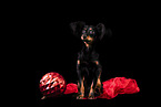 Russian Toy Terrier