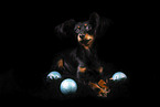 Russian Toy Terrier