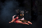 Russian Toy Terrier