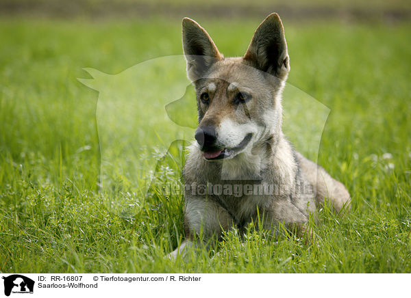 Saarloos-Wolfhund / Saarloos-Wolfhond / RR-16807