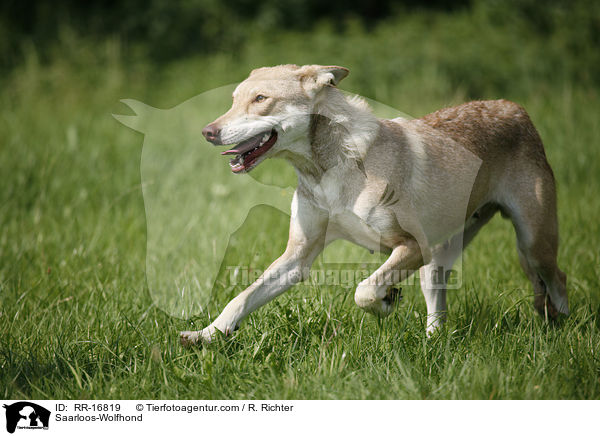 Saarloos-Wolfhund / Saarloos-Wolfhond / RR-16819