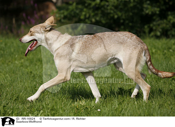 Saarloos-Wolfhund / Saarloos-Wolfhond / RR-16824