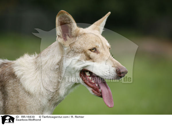 Saarloos-Wolfhond / RR-16839