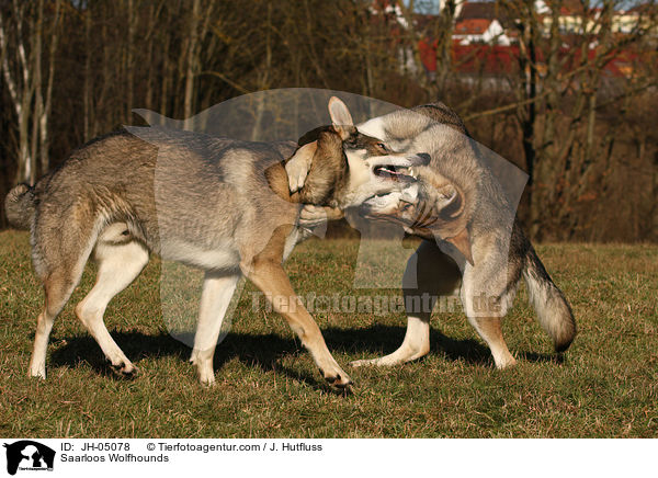 Saarloos Wolfhunde / Saarloos Wolfhounds / JH-05078