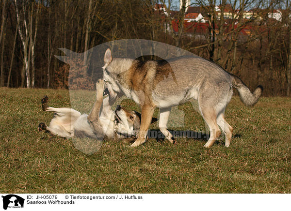 Saarloos Wolfhunde / Saarloos Wolfhounds / JH-05079