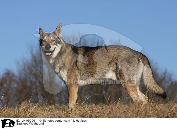 Saarloos Wolfhund / Saarloos Wolfhound / JH-05096