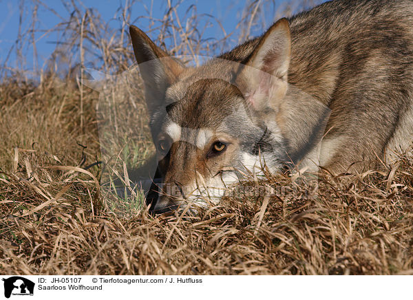 Saarloos Wolfhund / Saarloos Wolfhound / JH-05107