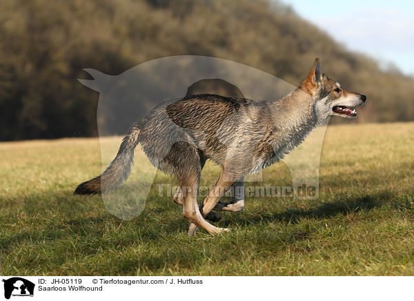 Saarloos Wolfhund / Saarloos Wolfhound / JH-05119