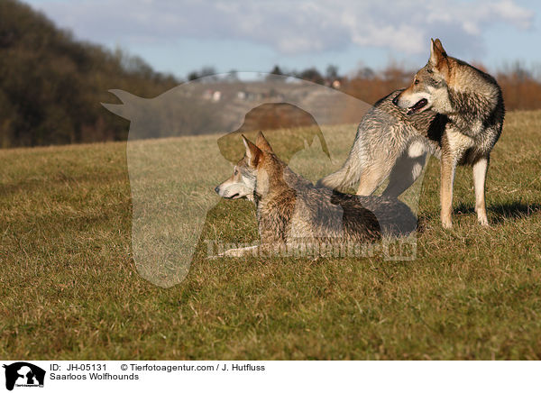 Saarloos Wolfhunde / Saarloos Wolfhounds / JH-05131