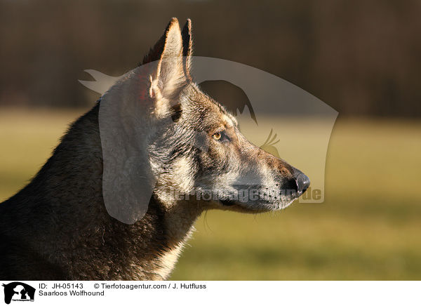 Saarloos Wolfhund / Saarloos Wolfhound / JH-05143