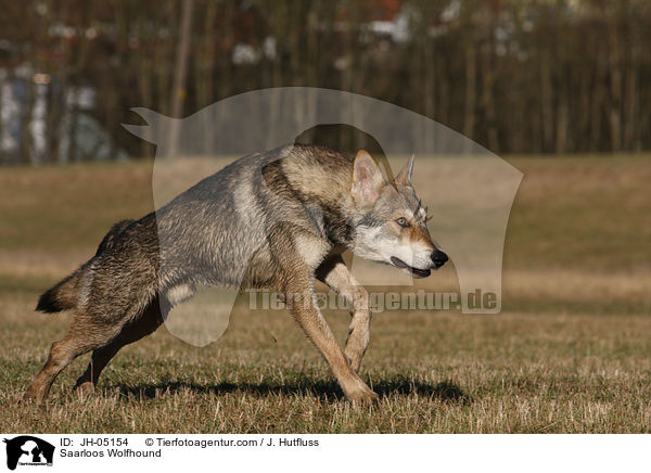 Saarloos Wolfhund / Saarloos Wolfhound / JH-05154