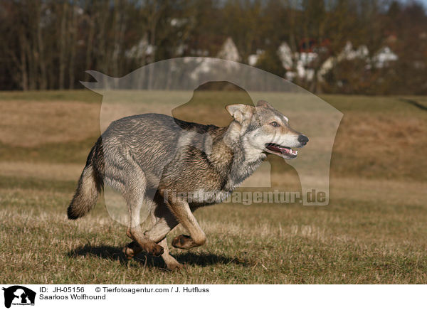 Saarloos Wolfhund / Saarloos Wolfhound / JH-05156