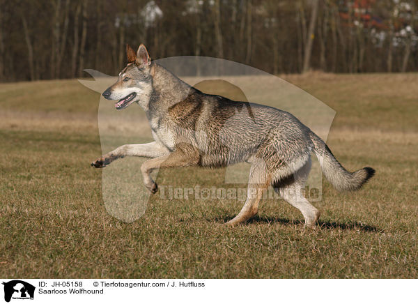 Saarloos Wolfhund / Saarloos Wolfhound / JH-05158