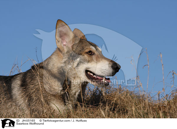 Saarloos Wolfhund / Saarloos Wolfhound / JH-05165