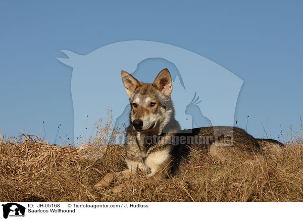 Saarloos Wolfhund / Saarloos Wolfhound / JH-05168