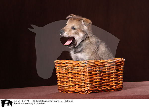 Saarloos Wolfhund im Krbchen / Saarloos wolfdog in basket / JH-05475