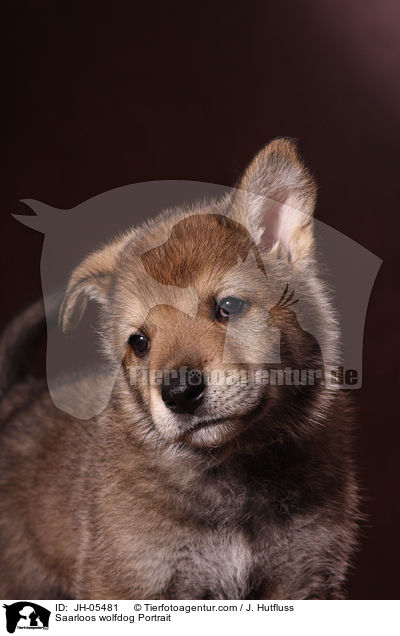 Saarloos Wolfhund Portrait / Saarloos wolfdog Portrait / JH-05481