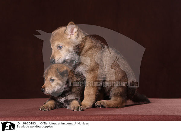 Saarloos Wolfhund Welpen / Saarloos wolfdog puppies / JH-05483