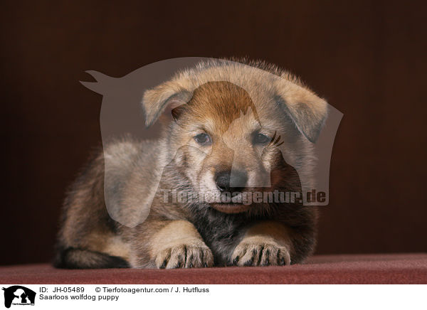 Saarloos Wolfhund Welpe / Saarloos wolfdog puppy / JH-05489