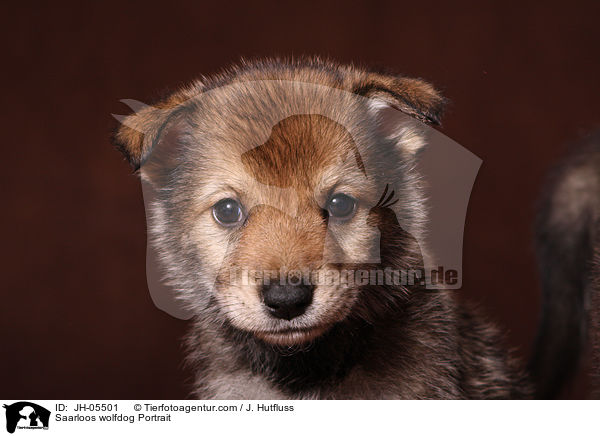 Saarloos Wolfhund Portrait / Saarloos wolfdog Portrait / JH-05501