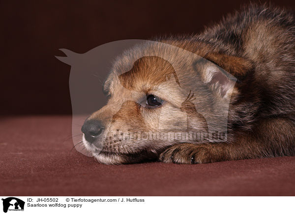 Saarloos Wolfhund Welpe / Saarloos wolfdog puppy / JH-05502