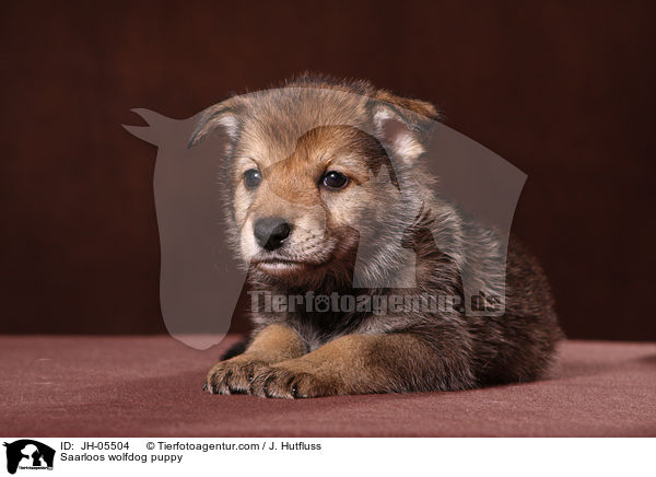 Saarloos wolfdog puppy / JH-05504