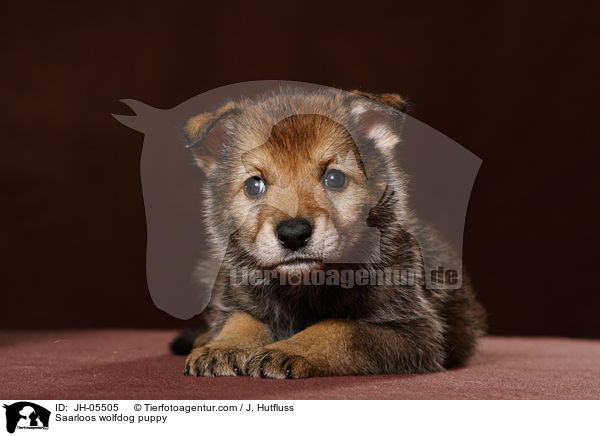 Saarloos Wolfhund Welpe / Saarloos wolfdog puppy / JH-05505