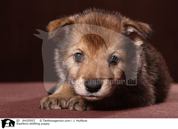 Saarloos Wolfhund Welpe / Saarloos wolfdog puppy / JH-05507