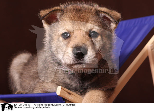 Saarloos Wolfhund auf Liegestuhl / Saarloos wolfdog at deckchair / JH-05517