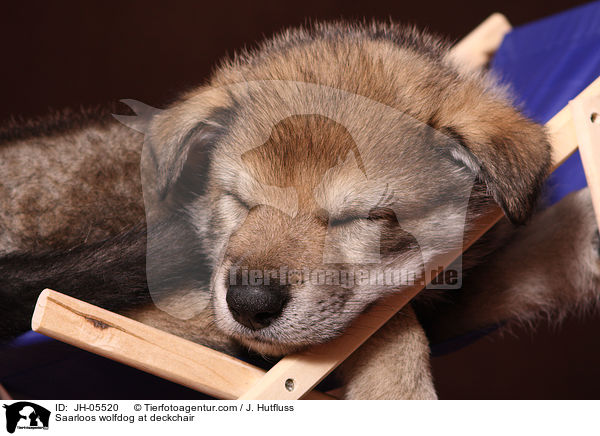 Saarloos Wolfhund auf Liegestuhl / Saarloos wolfdog at deckchair / JH-05520