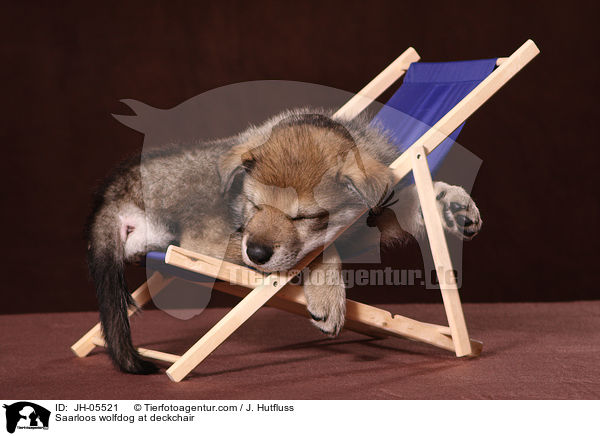 Saarloos Wolfhund auf Liegestuhl / Saarloos wolfdog at deckchair / JH-05521