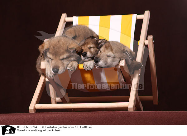 Saarloos Wolfhund auf Liegestuhl / Saarloos wolfdog at deckchair / JH-05524