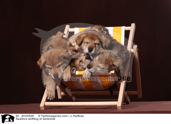 Saarloos Wolfhund auf Liegestuhl / Saarloos wolfdog at deckchair / JH-05526