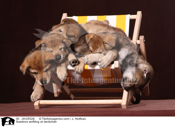 Saarloos Wolfhund auf Liegestuhl / Saarloos wolfdog at deckchair / JH-05528