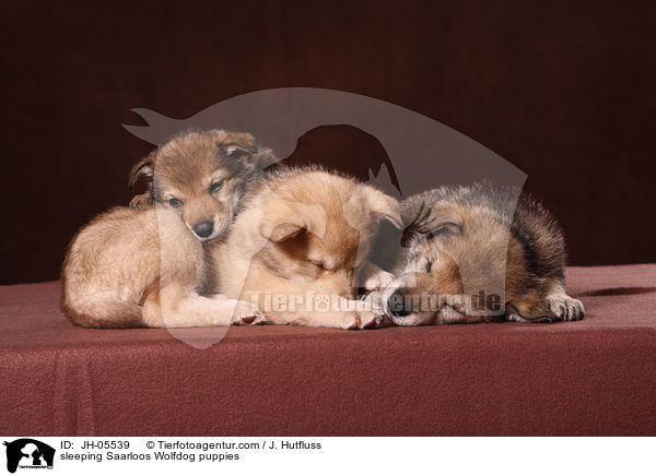 schlafende Saarloos Wolfhund Welpen / sleeping Saarloos Wolfdog puppies / JH-05539