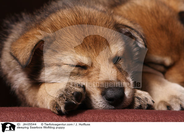 schlafender Saarloos Wolfhund Welpe / sleeping Saarloos Wolfdog puppy / JH-05544