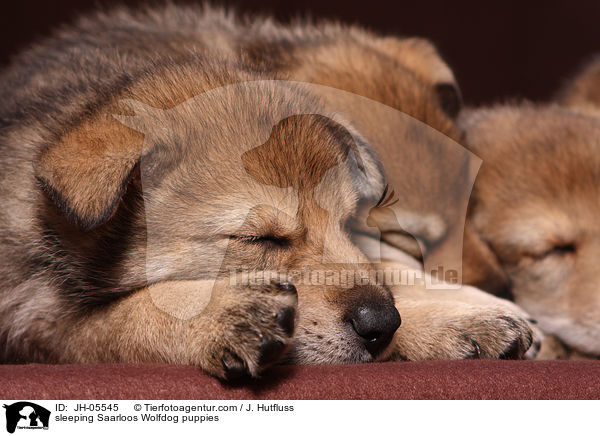 schlafende Saarloos Wolfhund Welpen / sleeping Saarloos Wolfdog puppies / JH-05545