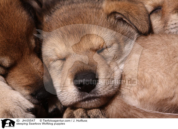 schlafende Saarloos Wolfhund Welpen / sleeping Saarloos Wolfdog puppies / JH-05547