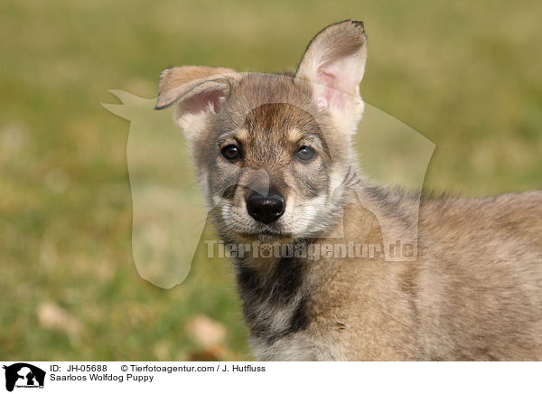 Saarloos Wolfhund Welpe / Saarloos Wolfdog Puppy / JH-05688